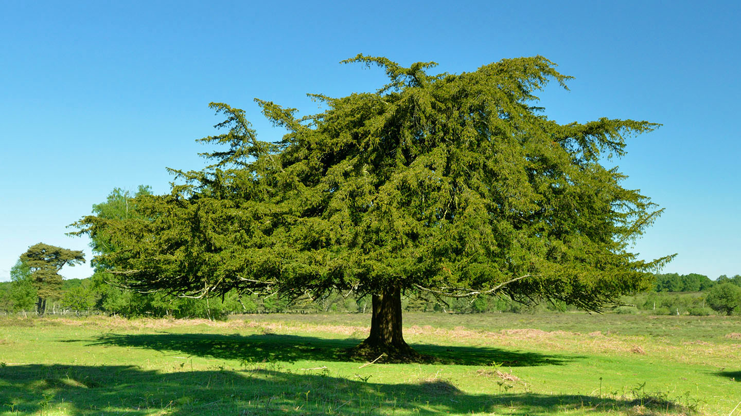 Yew Tree Celtic Meaning Yew Tree Symbolism In The Ogham On Whats Your   Yew Tree Spring Wtml 1073088 Npl 