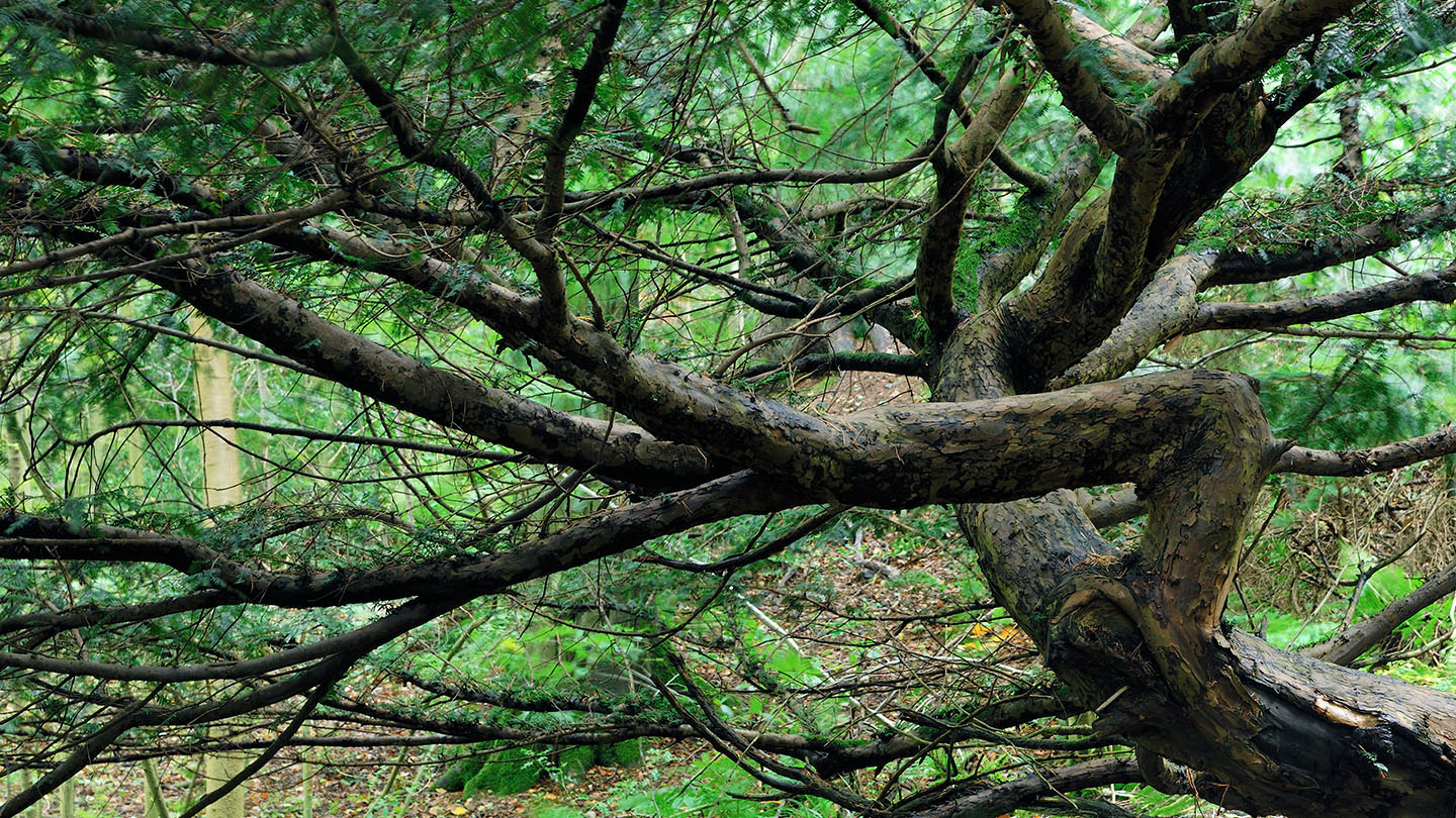 Yew (Taxus baccata) - British Trees - Woodland Trust