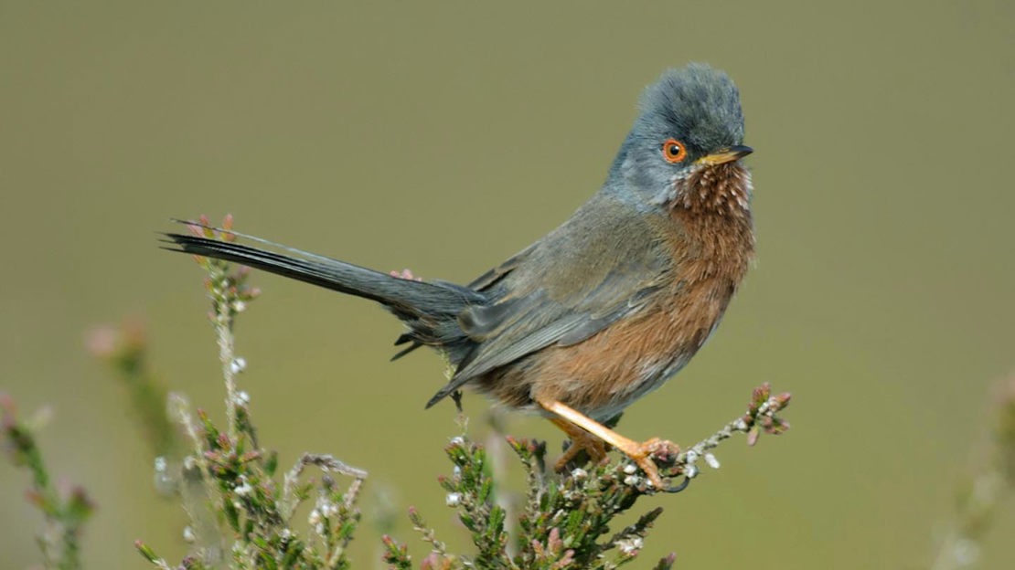 Dartford Warbler, Bovey Valley Woods
