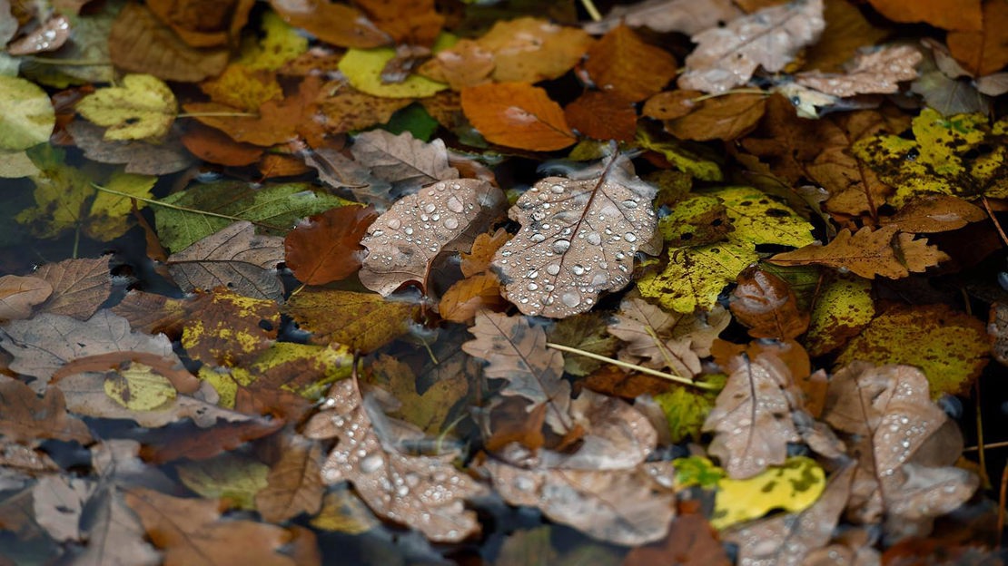 Carpet of leaves covered with raindrops, Brackfield Wood