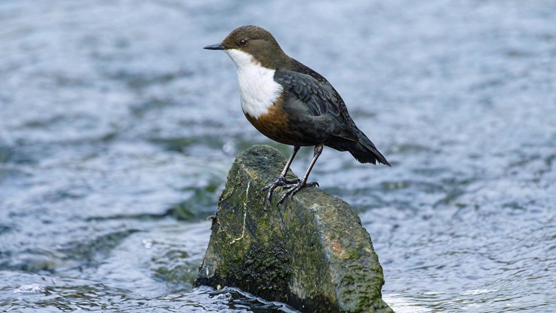 Dipper, close-up, Brackfield Wood