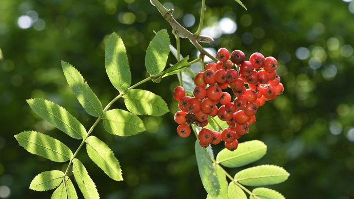 Rowan berries and leaves, Brooke Hill Wood, Rutland