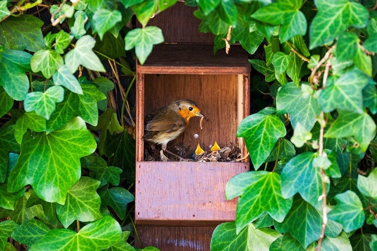 what do you feed american robins