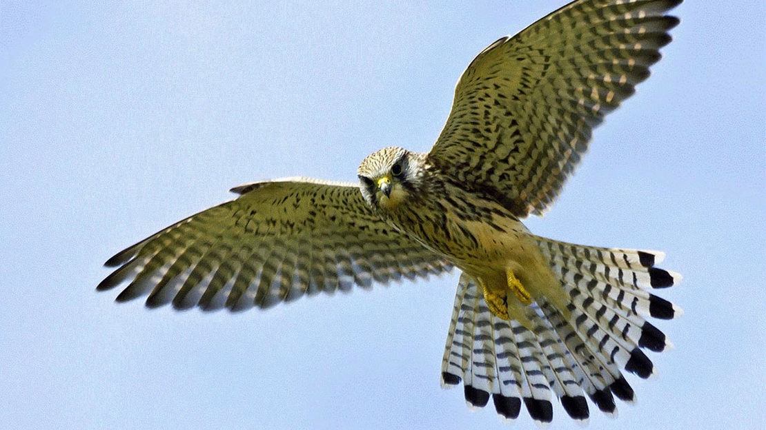Kestrel in flight, Burntollet Wood