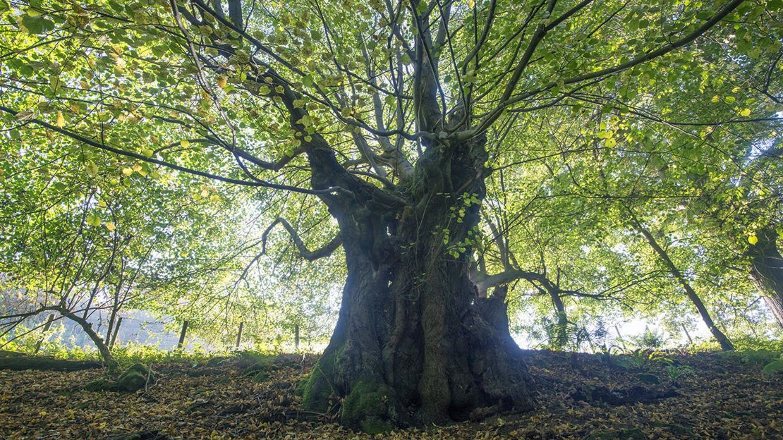 Old twisted small-leaved lime, Cadora Woods