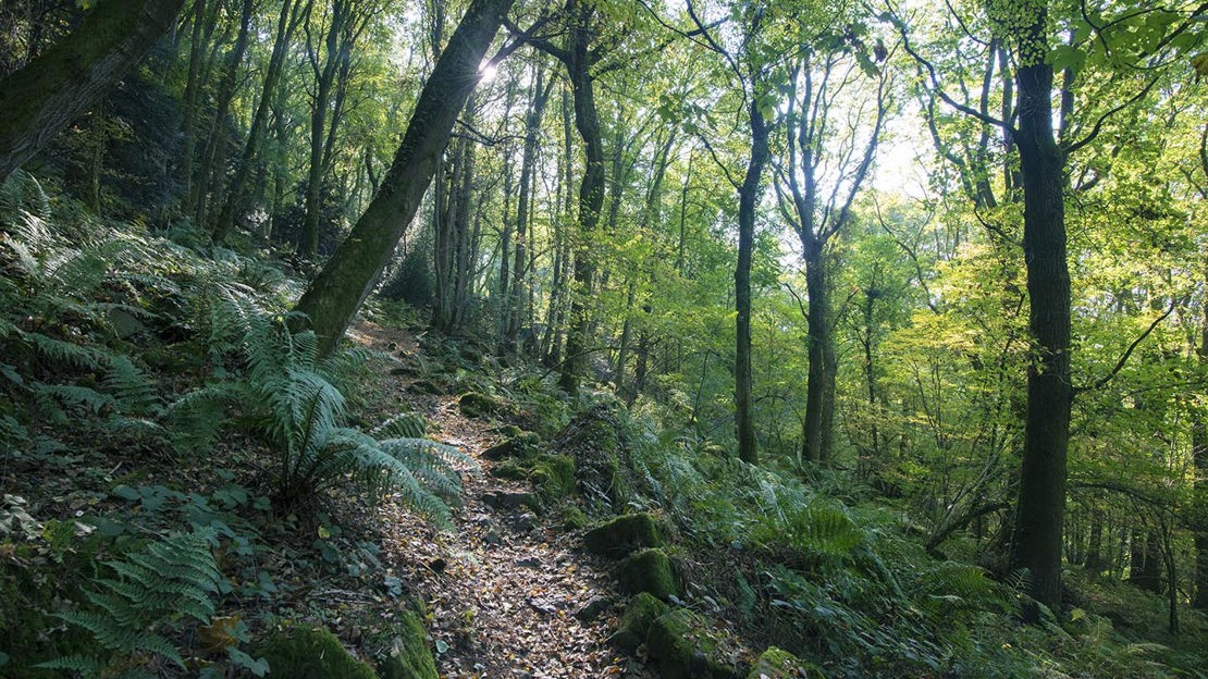 Path on rocky slope, Cadora Woods