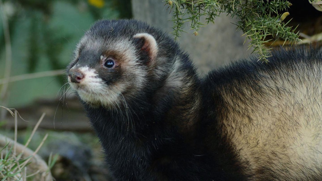 Polecat, Cadora Woods