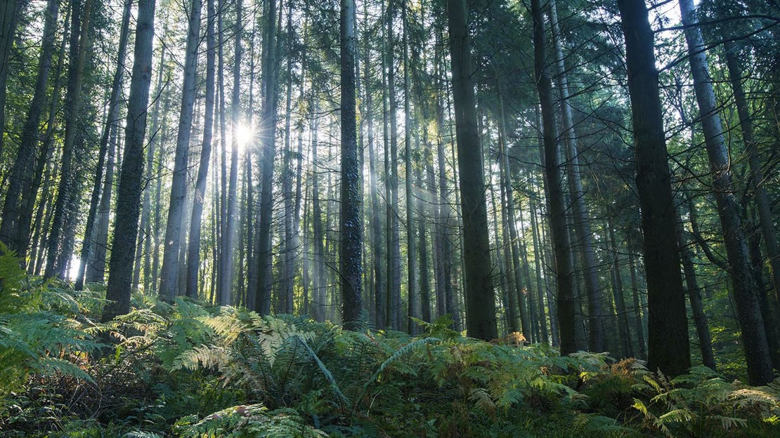 Sunlight through trees, Cadora Woods