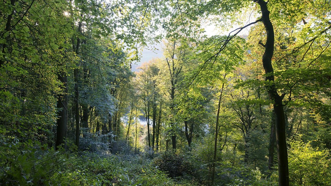 View of woodland looking downhill, Cadora Woods