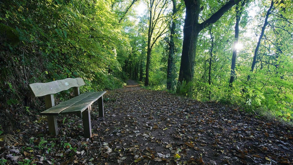 Dedicated bench on shady path,  Cadora Woods