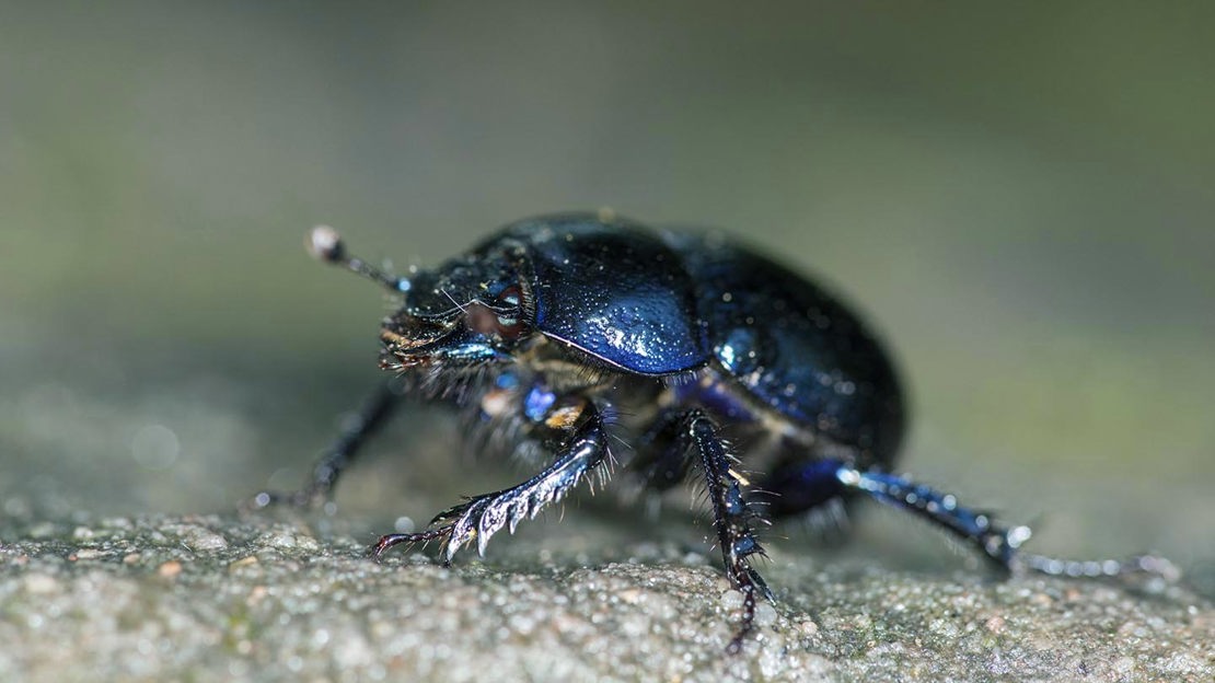 Beetle, close-up,  Cadora Woods