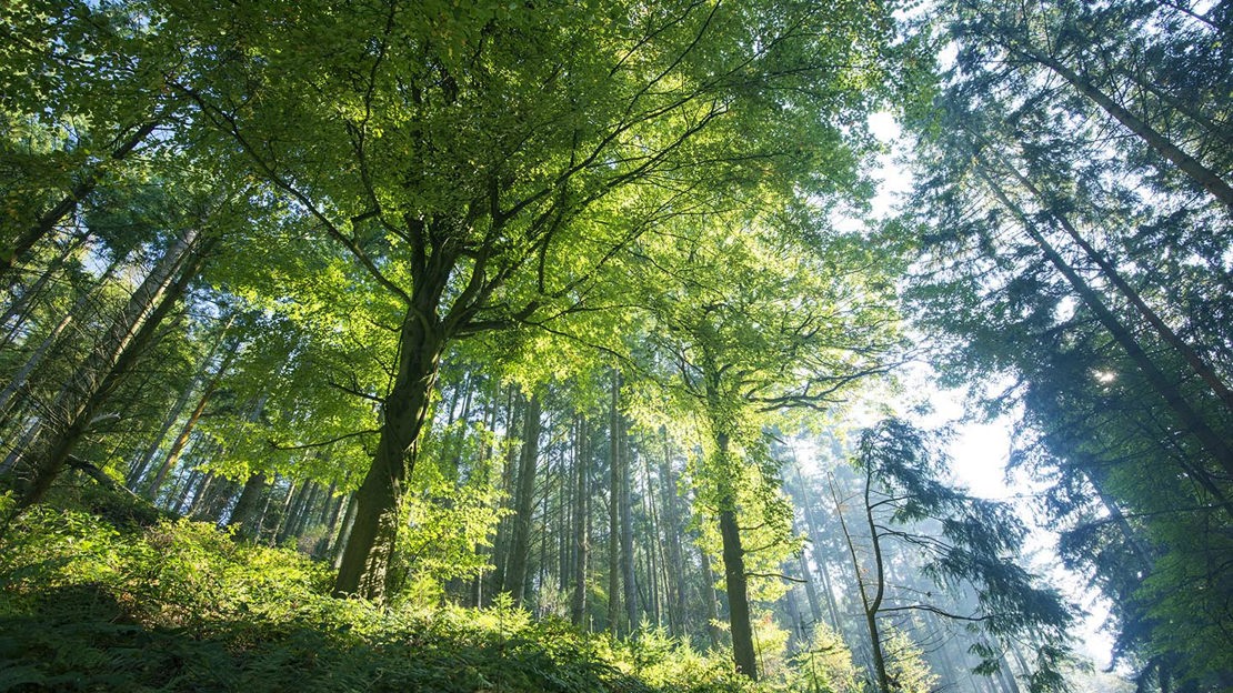 Looking up into canopy, Cadora Woods