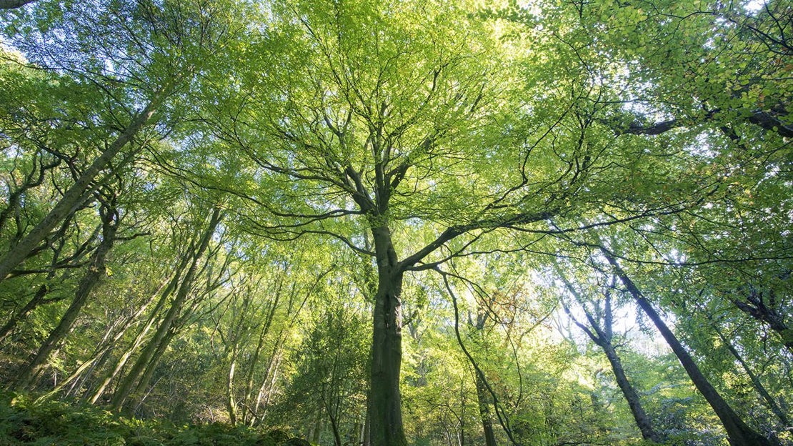 View of canopy, Cadora Woods