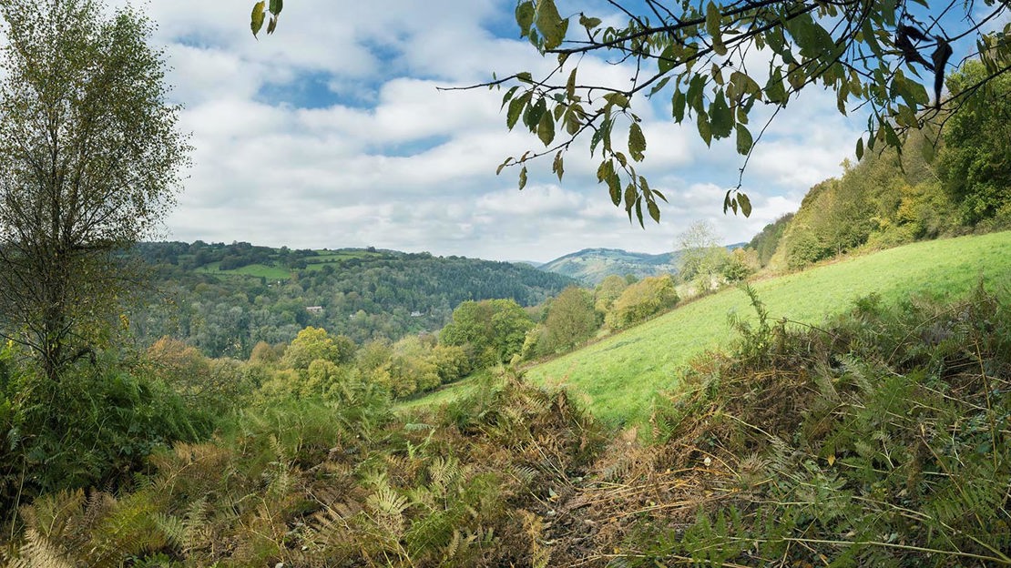 Hillside view, Cadora Woods