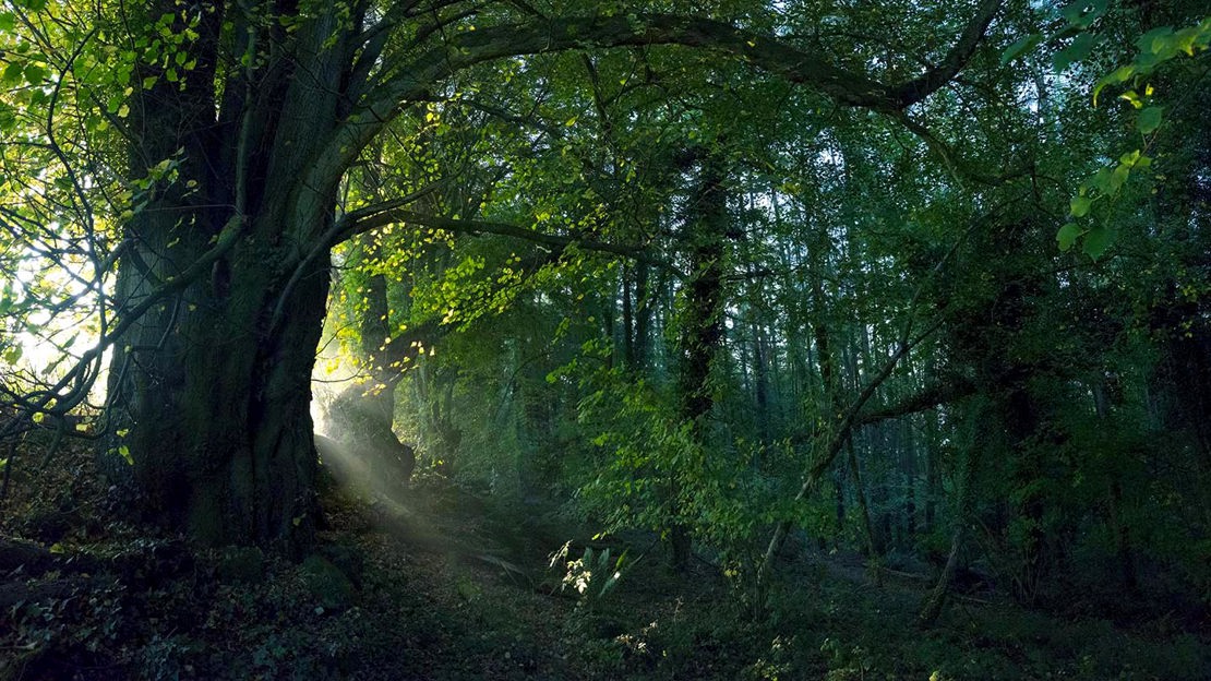 Shaft of sunlight through trees, Cadora Woods