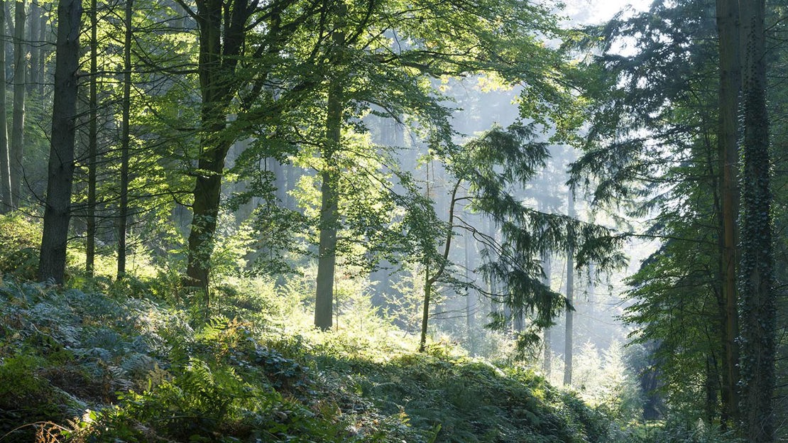 Hazy sunshine through trees, Cadora Woods