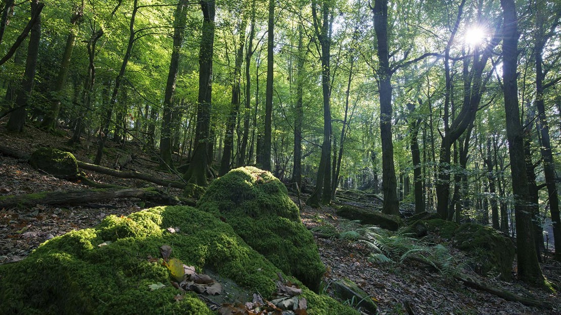 Sunlight through trees onto mossy rocks, Cadora Woods
