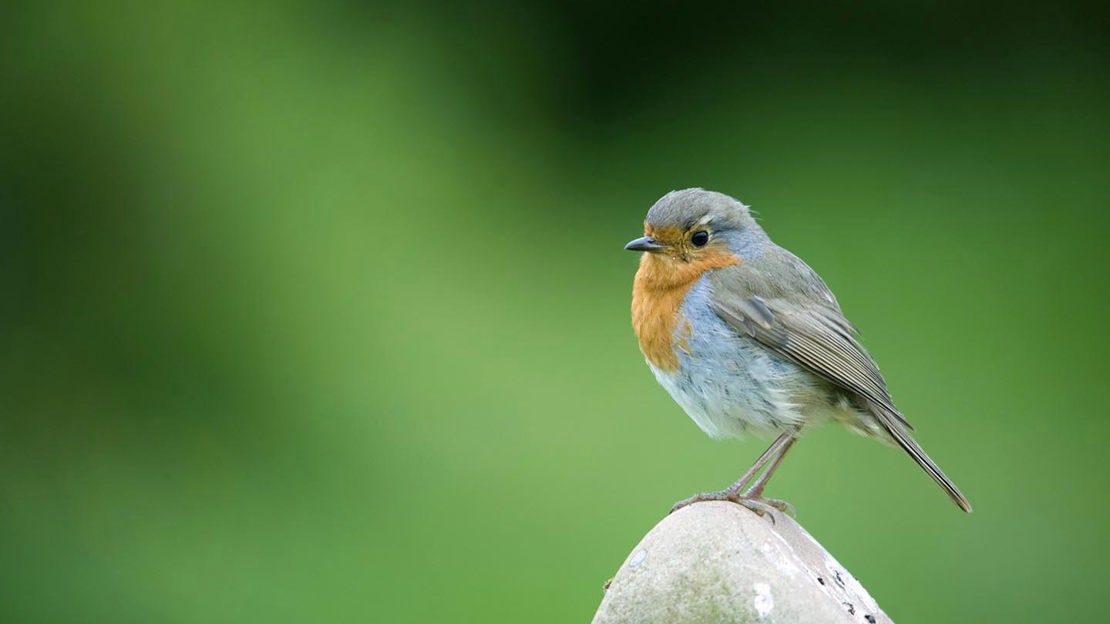 Generic Robin