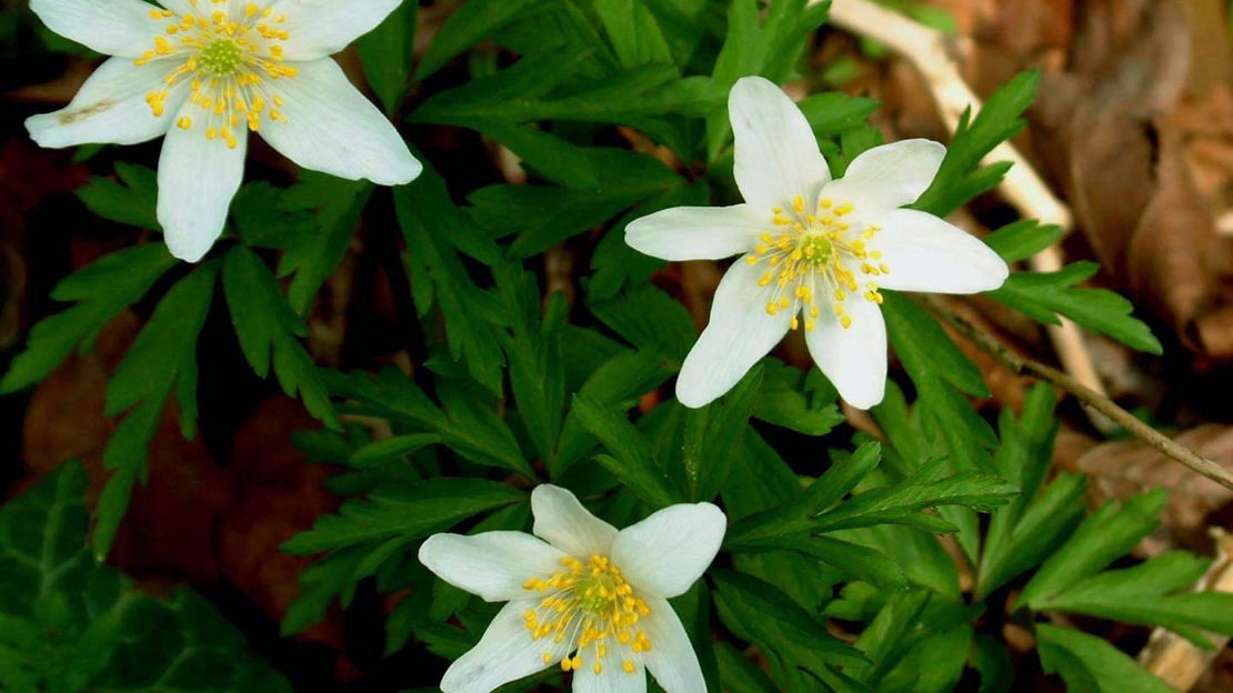 Wood anemone, Carnmoney Hill