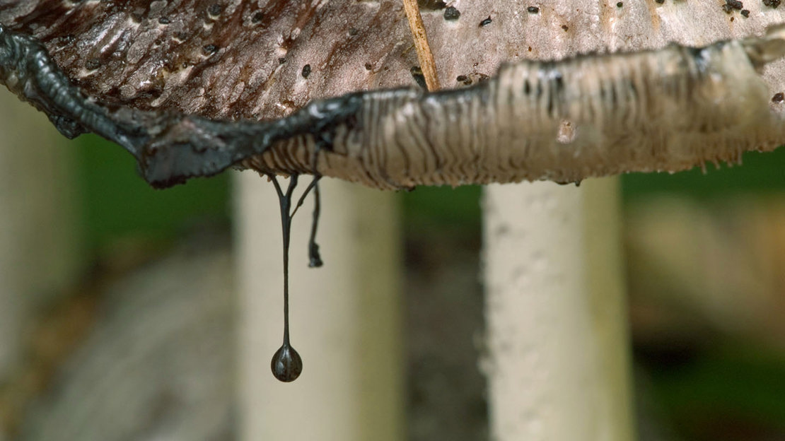 Common inkcap close-up dripping