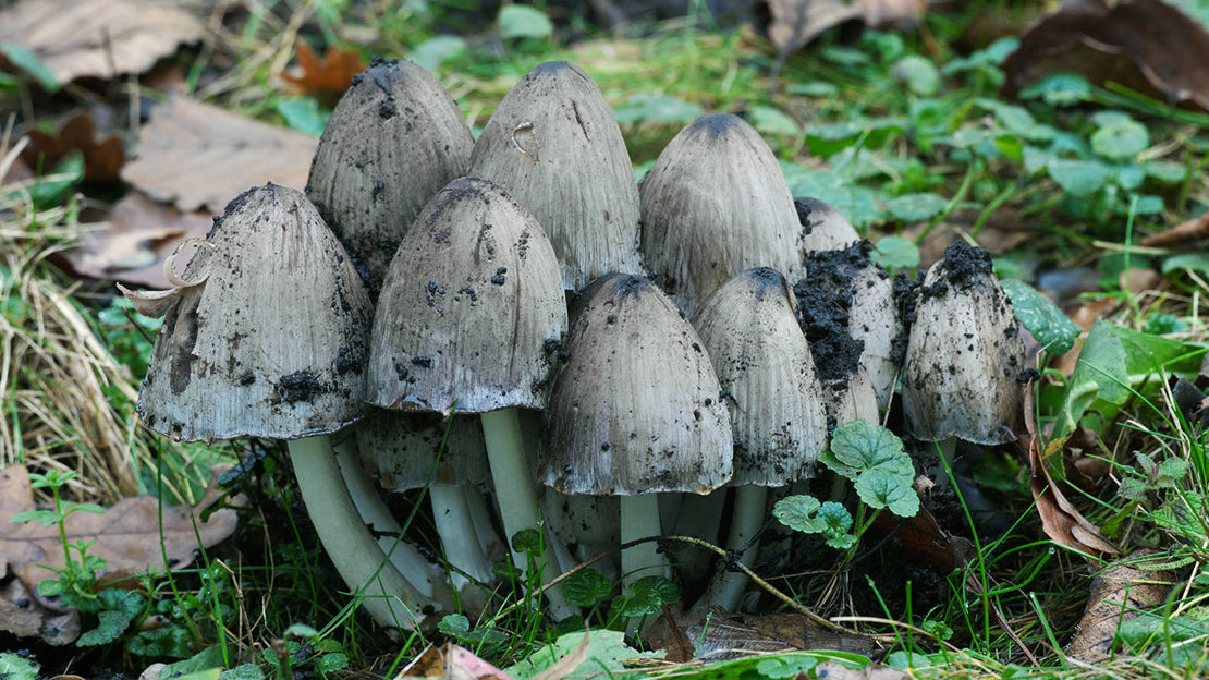 Common inkcap fruiting bodies