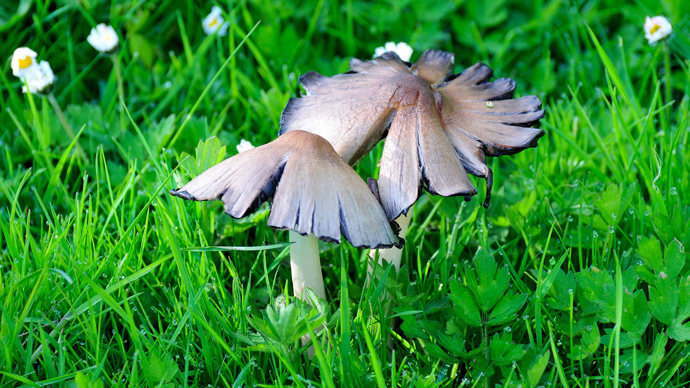 Common inkcap mushroom pair on garden lawn