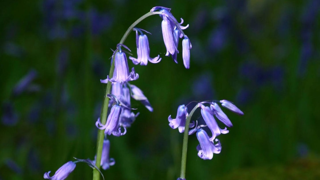 Bluebells, close-up, Coed Cymerau Isaf