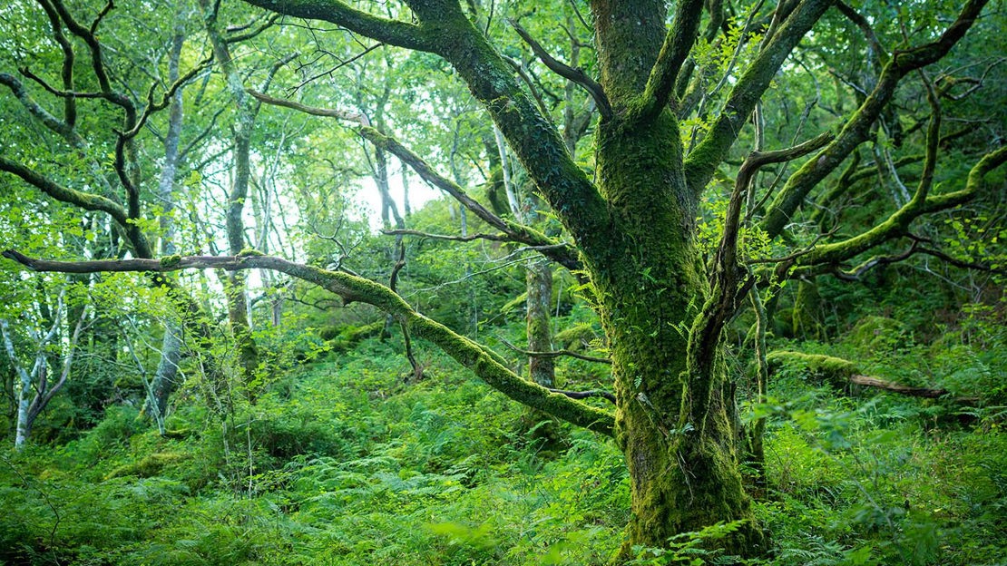 Ancient tree, Coed Cymerau Isaf