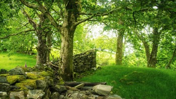 Stone wall, Coed Felinrhyd and Llennyrch