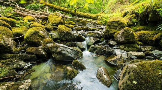 Tree trunk growing across rock-filled stream, Coed Felinrhyd and Llennyrch