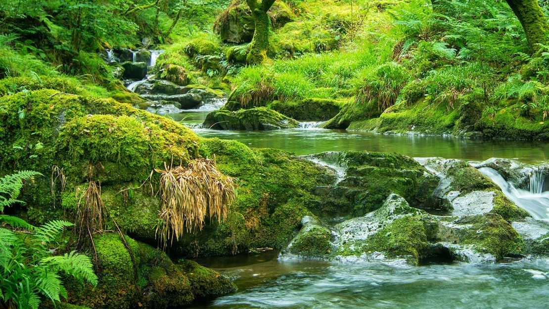 River flowing past mossy rocks, Coed Nant Gwernol and Coed Hendrewallog