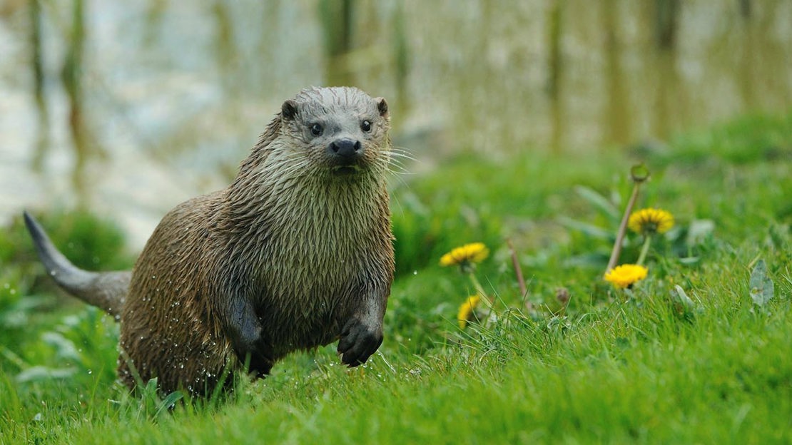 Otter in meadow, Coed Nant Gwernol and Coed Hendrewallog