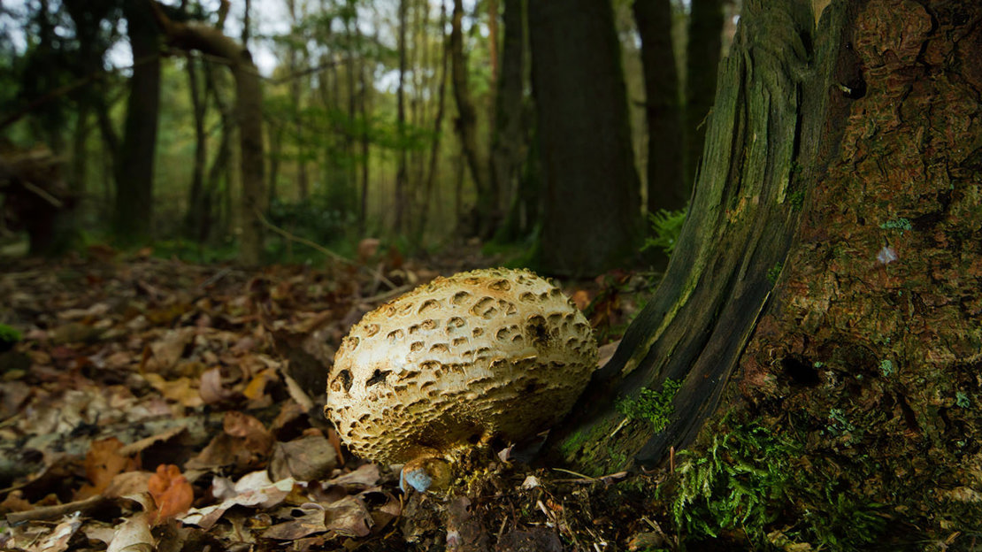 Common earthball in dark autumn woodland