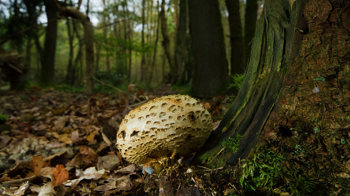 Common earthball in dark autumn woodland Common earthball in dark autumn woodland