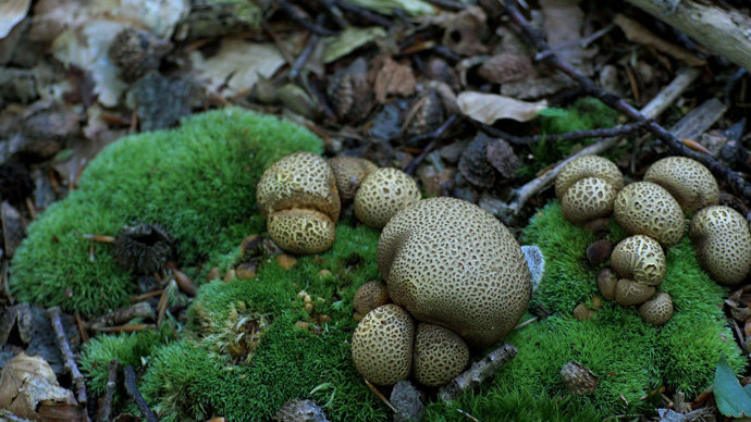 Common earthball cluster