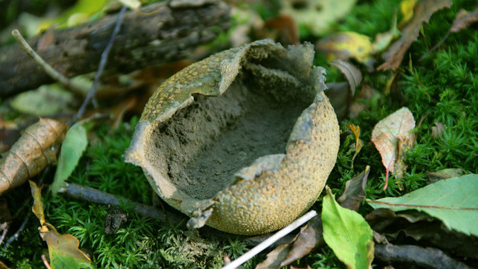 Common earthball on ground