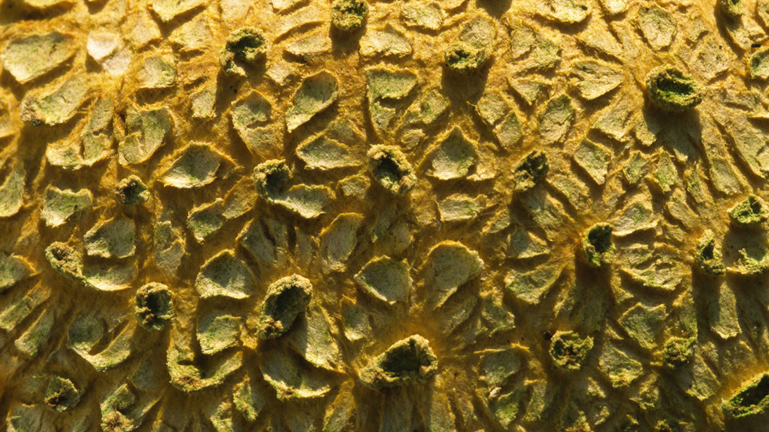 Common earthball close-up texture