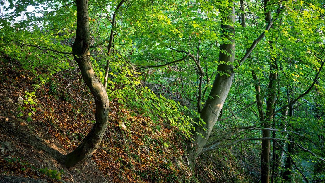 Tree with curved trunk, Coed Y Gopa