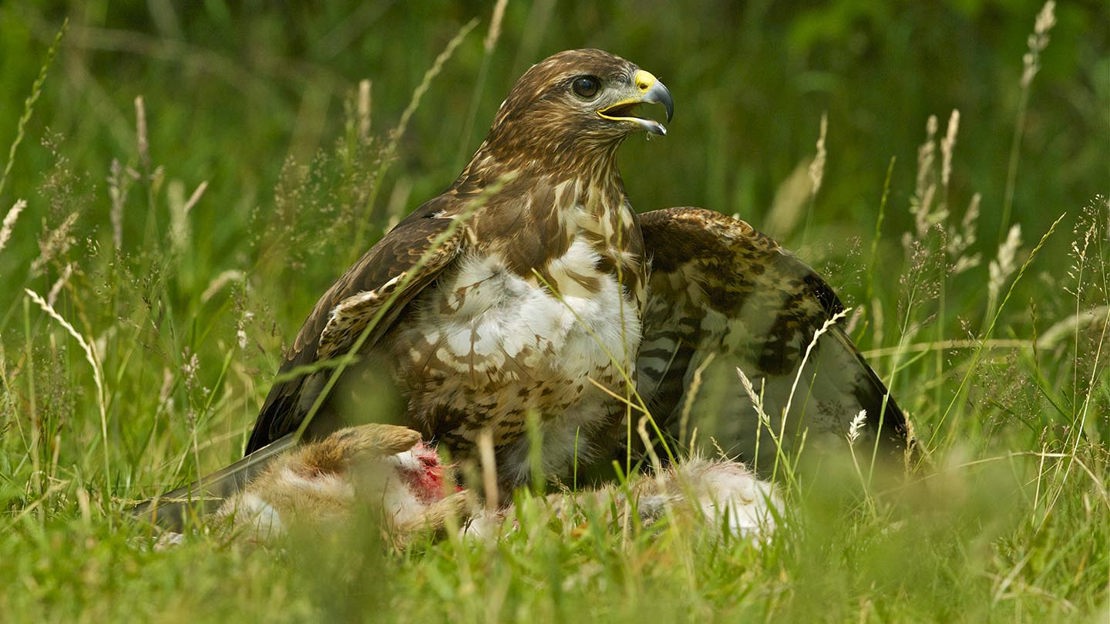Buzzard feeding, Coed Ysgubor Wen