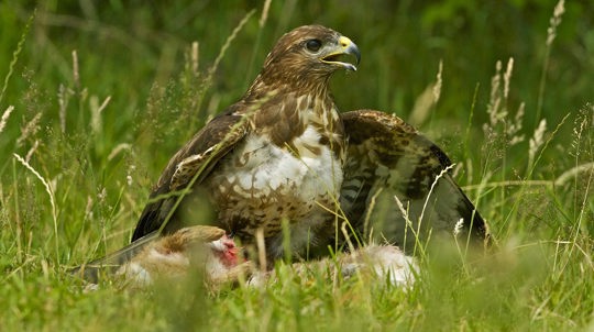 Buzzard feeding, Coed Ysgubor Wen