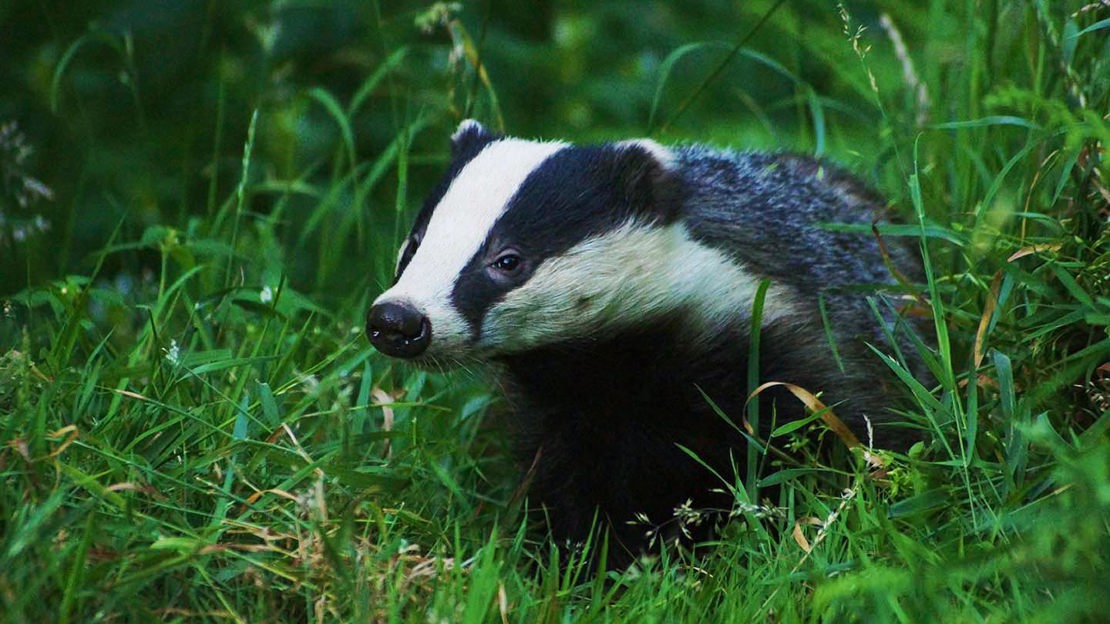 Badger in grass meadow, Credenhill Park Wood