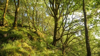 Mossy woodland slope, Crinan Wood Mossy woodland slope, Crinan Wood