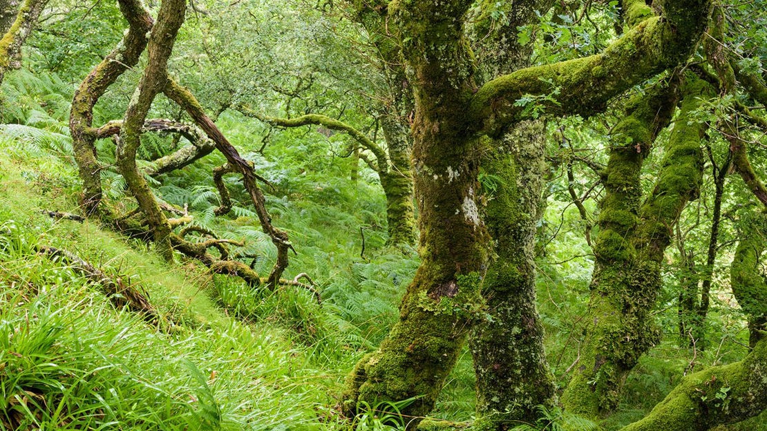 Moss-covered treetrunks, Crinan Wood