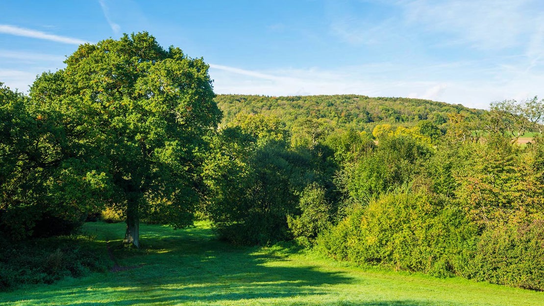 View over Cwm George and Casehill Woods