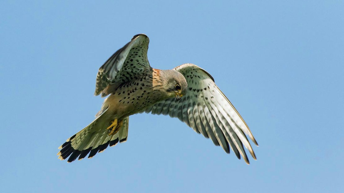 Kestrel in flight, Cwm George and Casehill Woods