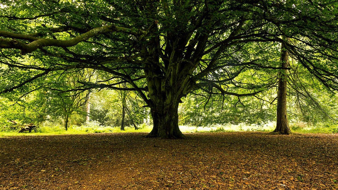 Large tree, Backmuir Wood
