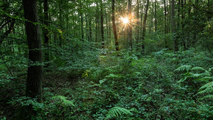 Sunburst seen through trees, Dering Wood
