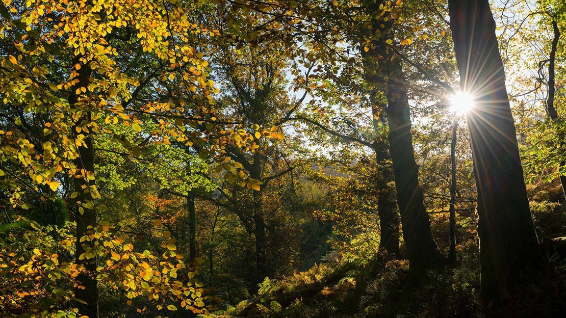 Sunlight through autumnal trees, Fingle Woods