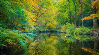 Autumnal trees reflected in river, Fingle Woods  Autumnal trees reflected in river, Fingle Woods