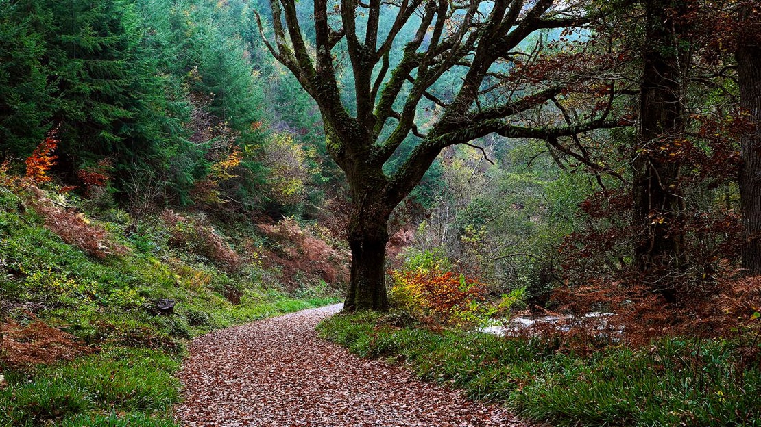 Footpath through Fingle Woods